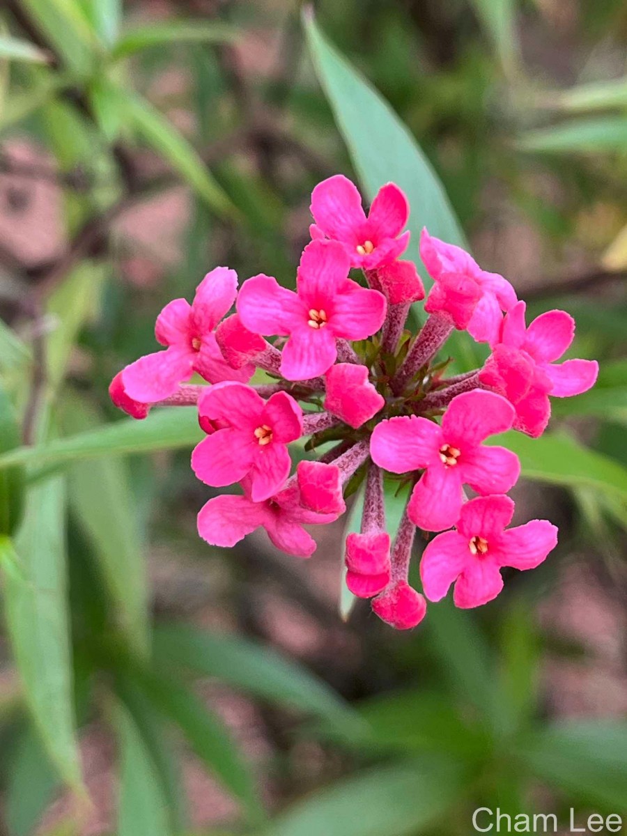 Arachnothryx leucophylla (Kunth) Planch.